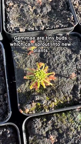 Drosera Grievei - Pygmy Sundew - Carnivorous Plant - Etsy