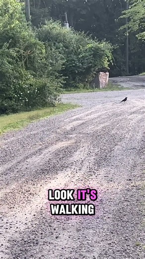 The crows NEVER used to come this close
