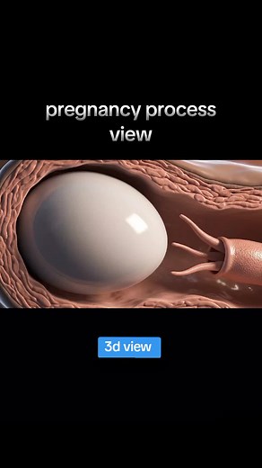 Pregnancy Process 3D View: Full Details Video