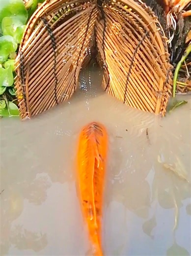 Bamboo Duari Trap Fishing Techniques in Beel Water