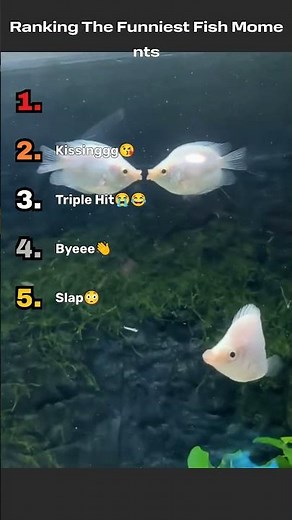 Ranking TOP 5 Funny Fish Moments