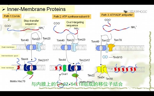 蛋白质的运输：线粒体内膜蛋白质的运输