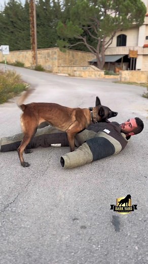 Effective Dog Training Tips for Better Control | Dog Behavior Guide