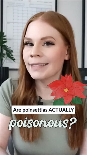 Holly Choi | Baby + Toddler Safety Expert on Instagram: "Did you know? Poinsettias are NOT poisonous to humans! This is a very common myth, but that’s all it is: a myth. While poinsettias could be poisonous to pets, they are relatively harmless to humans. ⁠ Unless you’ve got a latex allergy, you could enjoy a poinsettia salad 🥗 if you really wanted to - and at worst you’d get a bit of a tummy ache.⁠ Those with a latex allergy should steer clear of poinsettias. Poinsettias produce latex and comi