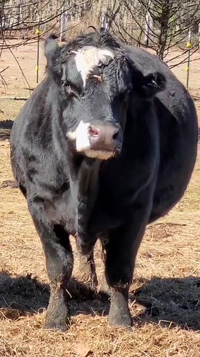 Udder Chaos Farm Sanctuary on TikTok