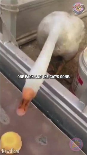 Cat’s Cake Gets JACKED by a Savage Goose! 🦢🐱