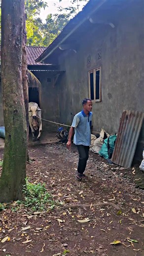 Sapi Kurban: Pilih, Merawat, dan Tips Peternak Muda