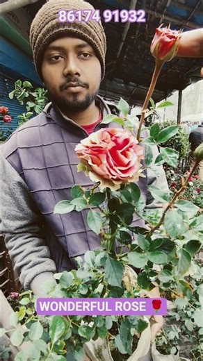 Wonderful Mother Rose Plant With Price #shorts #price