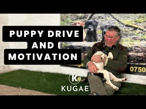 17 Weeks Old and Full of Drive! | Springer Puppy Training Tips