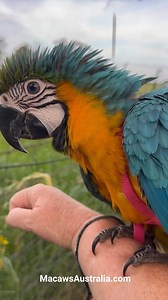 5.2K views · 390 reactions | ✨ Introducing the sweetest soul, this stunning baby Blue & Gold Macaw is absolutely devine✨ It has been lovingly hand-raised, harness-trained and socialized, and is all set for adventures with its new family . It will be leaving us next weekend #BlueAndGoldMacaw #PetLove #BirdLovers #MacawsAustralia #ParrotLife #bird #per #macaw | Macaws Australia | Facebook
