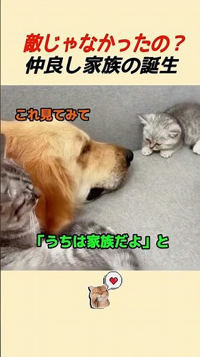巨大犬をガチギレで威嚇する子猫…そこに現れた母猫の神対応が泣ける#子猫 #大型犬
