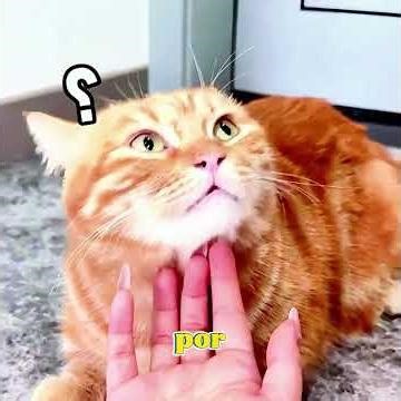 ¿Puedes distinguir a estos dos gatos idénticos? 🐱🐱 #cat #shorts #pets #funny #fyp #cute