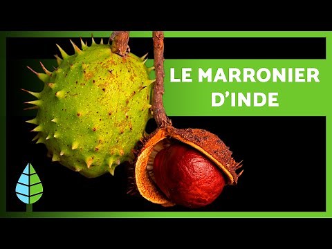Le MARRONNIER D'INDE 🌰🌿 (Bienfaits, Propriétés et Contre-indications)