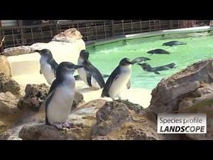 Species profile: Little penguins