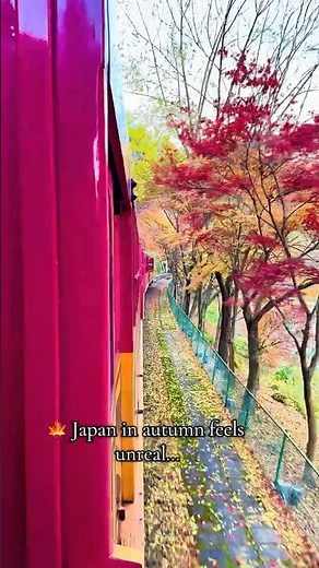 Sagano Romantic Train in Autumn 🍁 | Kyoto Fall Foliage Experience Japan #kyoto #japan #japantravel