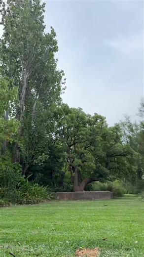 #presumida #green #garden