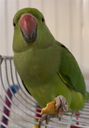 Good morning from our beautiful African ringneck Kermit! #ringneck #fiesty #cashew #green