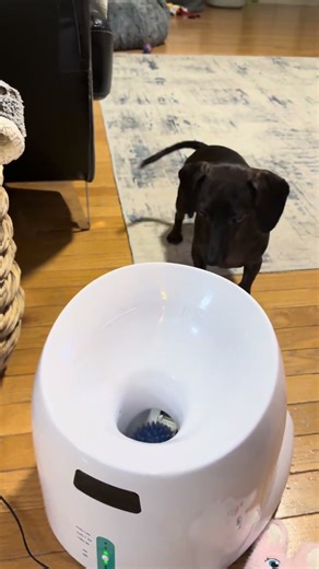 Dachshund Chaos With the Automatic Launcher