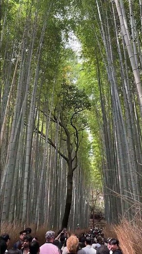 Arashiyama Bamboo Forest | Kyoto | Japan