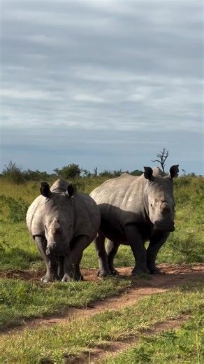 Unshaken. Two white rhino. Facing forward. Feet planted. The wind moves across the grass. #rhino #rhinos #wildlifeanimals #wildlife #1mviews1followers