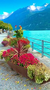17 reactions | SUMMER FLOWERS IN SWISS☀️ ⏰June-End Sept Save...