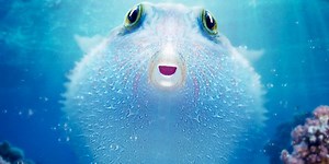 Puff Wonders of the Reef (2021) Movie Review - A Wonderful Little Nature Doc