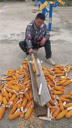 Easy Corn Threshing Method - DIY Corn Kernel Removal