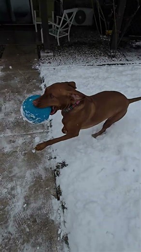 Vizsla loves to play in snow #vizsla #snow