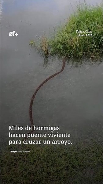 Thousands of ants caught forming a bridge to help their colony cross a stream