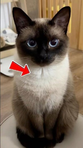 The Truth Behind Siamese Cats’ Constant Talking SiameseCats #TalkativeCats #CatLovers