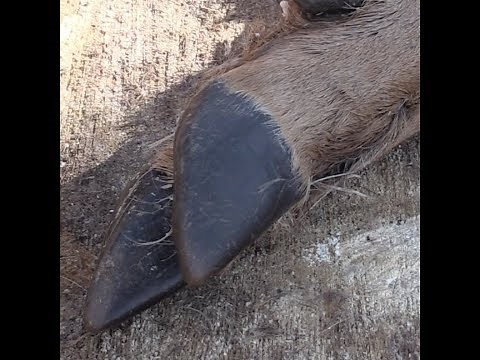 Sinew: How to remove it and process it