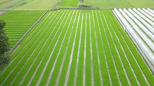 Agriculture, Farmer, Rice. Free Stock Video