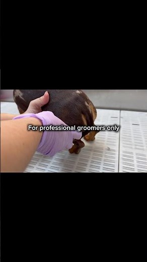 Professional groomer education. External anal gland expression! #petgrooming #dogcare #fyp