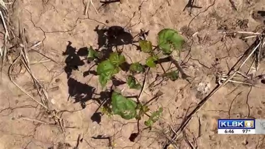 South Plains cotton farmers move forward after severe storms