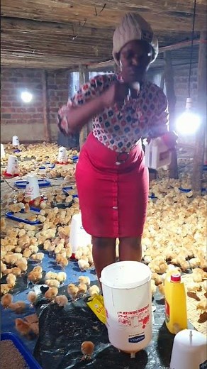 How to raise baby chicks, tips for healthy flock #chickenfarming #eggfarm #poultryfarming