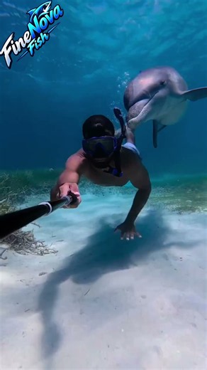 Swimming Face to Face with a Dolphin! 😮🐬 #OceanLife