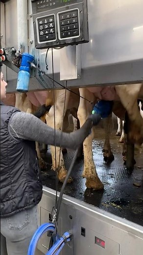 🐄 Milking 101: Step-by-Step Guide with Pretty Farm Girls ✨