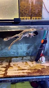 369K views · 1.1K reactions | #feedinganimal #feeding #feed #fishfeeding #fishinglife #fish #snake #eel #shrimp #lobster #crab #turtle #animal #pet #nature #reel2024 #foryou #fbreels #trendingreels #trendingvideo #fbreelsfypシviral #viralreels #fyppage | Harry Hana | Facebook