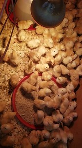 1K views · 12 shares | BOOKINGS  BOOKINGS! SASSO C431 CHICKS We...