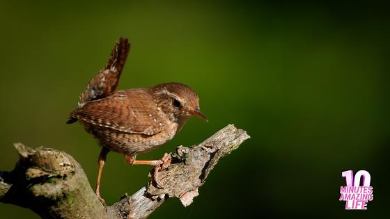 Eurasian Wren Singing on a Branch