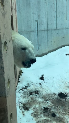 What does a polar bear introduction look like? It’s probably less eventful than you think, which is exactly what we want! This is a video of the first time Siku and Nora met. (You can also see Berit observing in the background.) Prior to getting face-to-face, the bears had a chance to see and smell each other in our back holding areas. Once they were able to interact with each other, it was obvious that Siku was interested in Nora but he followed her social queues and didn’t get too close. Despi