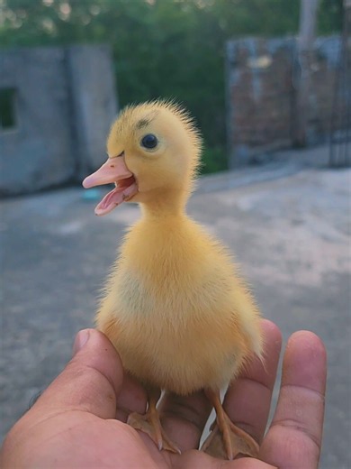 Baby Duck Has a Lot to Say! 😂 Cute Duckling Voice Sounds
