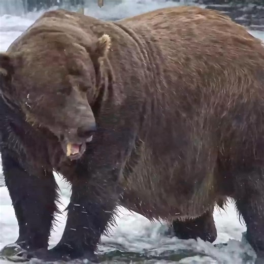 Get Your Grub on! Happy Thanksgiving from Fat Bear King, Chunk! | explore.org