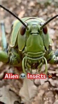 5 insects That Look Like Aliens #shorts #facts