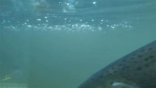 Come and say hi to the salmon... face 2 face at the Issaquah Salmon Hatchery viewing windows. FISH (Friends of the Issaquah Salmon Hatchery) Downtown Issaquah Washington Department of Fish & Wildlife | FISH (Friends of the Issaquah Salmon Hatchery)