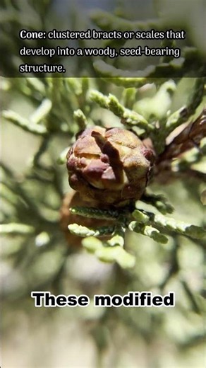 Juniper Seed Cone Anatomy (#botany)