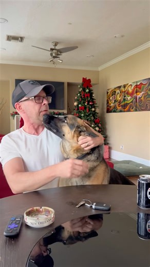 German Shepherd Dog Missed The Owner So Much 🐶❤️ #germanshepheard #dog #dogshorts