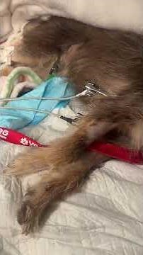 Saving Coco after Cadiac Arrest! #rescue #veterinarian #cardiacarrest