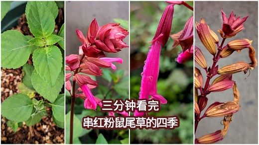 四季｜串红粉鼠尾草：越剪越旺的爆花机器