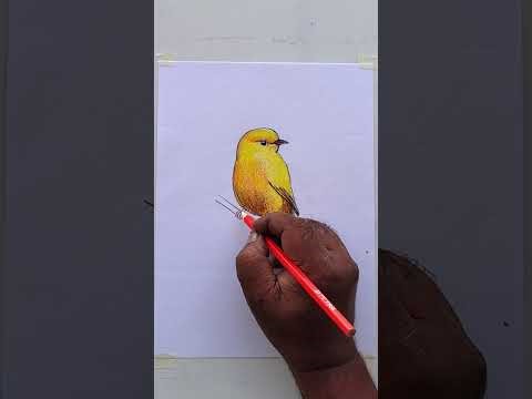 bird coloring with pencil#drawing #coloring